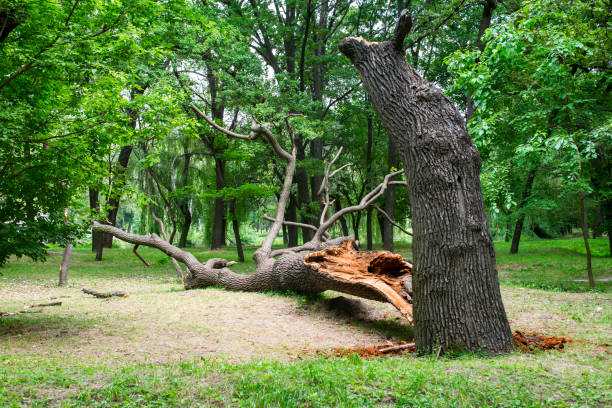 Professional Tree Removal Services in Sleepy Hollow, WY